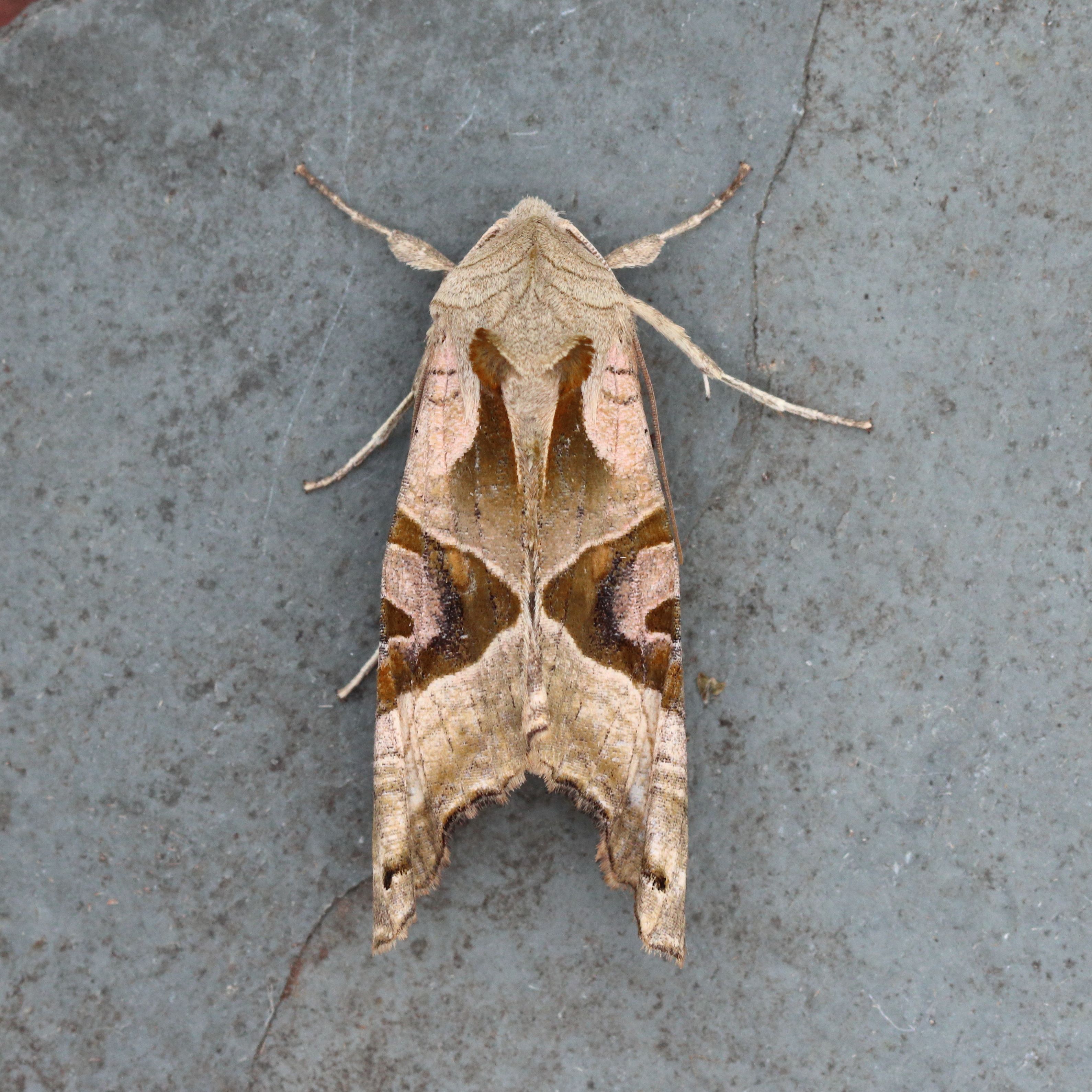 Photo of Angle Shades (Phlogophora meticulosa)